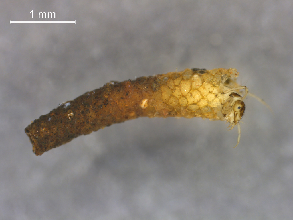 Oecetis ochracea